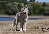 SIBERIAN HUSKY 637